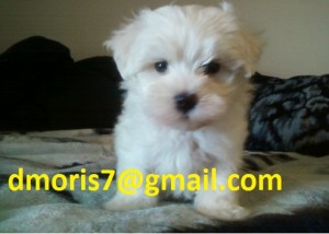 cute and lovely maltese puppies for sales