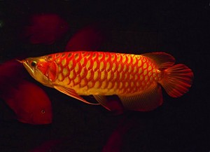 Top Quality Super Red Arowana Fish And Many Other Fishes For Sale