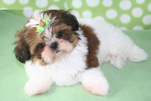 Shih-Ztu puppies available