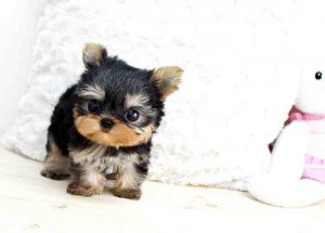 Teacup size Yorkie Puppies For Adoption  Teacup size Yorkie Puppies For Adoption  Micro Teacup size Yorkie Puppies Ready for mor