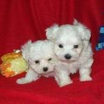 AKC registered Maltese puppies available