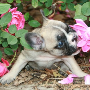 Checked French Bulldog Puppies