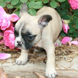 New on Air French Bulldogs