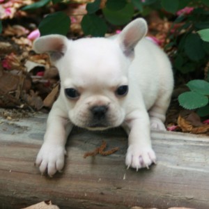 New on Air French Bulldogs