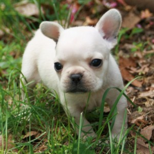 New on Air French Bulldogs