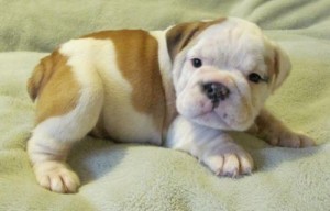 GORGEOUS AND CHARMING ENGLISH BULLDOG PUPPIES FOR FREE ADOPTION