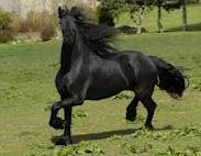 black gelding friesian horse ready to go