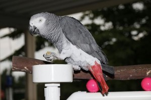 Beautiful African Grey Parrot