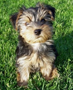 Healthy adorable twin yorkie puppies for a good home