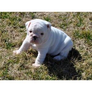 Two cute English bulldog puppies ready for new homes