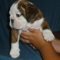 Beautiful English Bulldog puppies for adoption