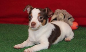 Gorgeouus Chihuahua for free adoption