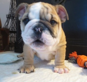 Beautiful English Bulldog puppies for adoption