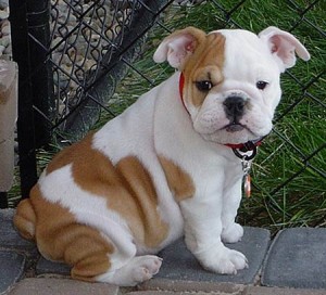 Two cute English bulldog puppies ready for new homes