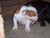 House Broken English Bulldog Puppies For Free Adoption