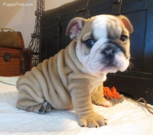 Beautiful English Bulldog puppies for adoption