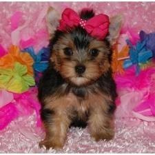 Nice baby face Lovely yorkie Puppy For Free Adoption