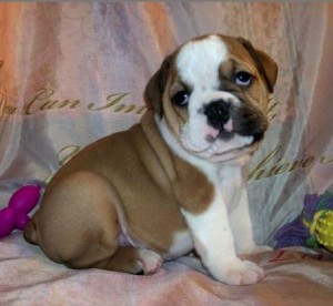 Beautiful English Bulldog puppies for adoption