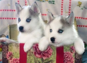 Blue eyes and nice looking male and female Siberian Husky puppies for free adoption