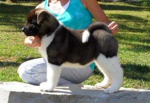 house trained akita puppies for adoption