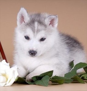 Blue eyes beautiful male and female Siberian Husky puppies for free adoption