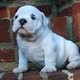 Sweet Spunky English Bulldog Puppies For Adoption