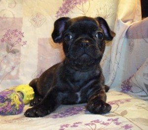 French bulldog puppies for adoption