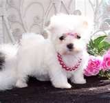 AKC Bloodlines Maltese puppies available