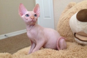 Canadian Sphynx Kittens For Sale! n/a