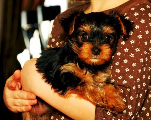 Excelent teacup yorkie puppies for free adoption