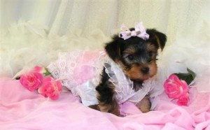 Excellent teacup Yorkie puppies for free adoption