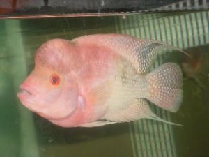 Flower Horn Arowana fish and many others fish for sale We supply