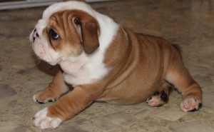 Mack Male AKC  English Bulldog Puppy For a New home !!!!