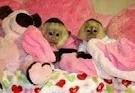 ****TIME PAIR BABY CAPUCHIN MONKEYS FOR DAOPTION*******