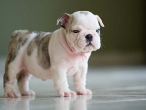 Vaccinated and well trained English Bulldog for free