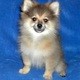 Extra-Charming Male And Female Pomeranian puppies Available