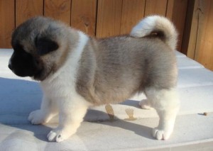 lovely and adorable akita puppies for adoption