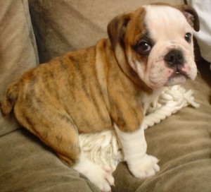 Bulldog Puppies