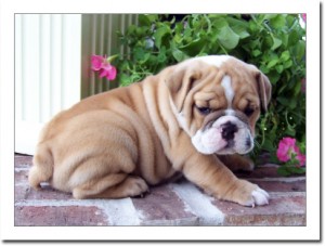 We have 3 AKC English Bulldog Puppies Available.