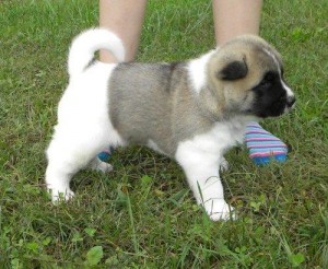 lovely and adorable akita puppies for adoption