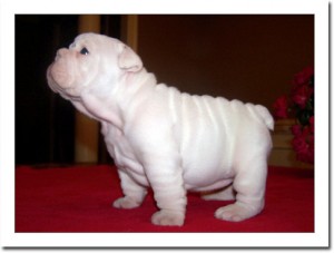 English bulldog puppy