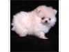 Beautiful Micro White Tea Cup Pomeranian Puppies