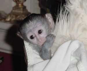 Healthy cute baby Capuchin Monkey For Good Homes