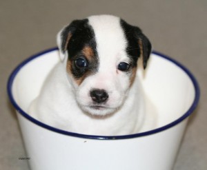 adorable male and female jack russell terrier puppies available!!!!!!!