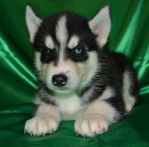 Super cute Siberian husky puppies for re-homing