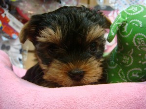 affectionate teacup yorkie puppies