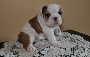 Two Cute Celebrity English Bulldog Puppies For Re-Homing