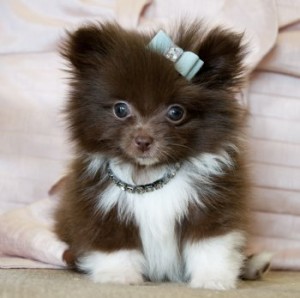 I  Have Five Enchanting Teacup Pomeranian Princes And Princes For Sale