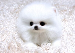 Pure white Pomeranian Puppy Searching For A Caring Home