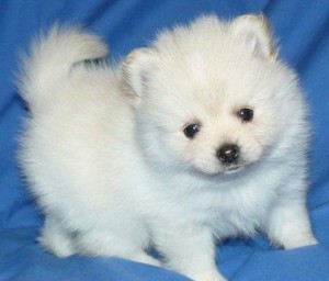 Beautiful White Tea Cup Pomeranian Puppies